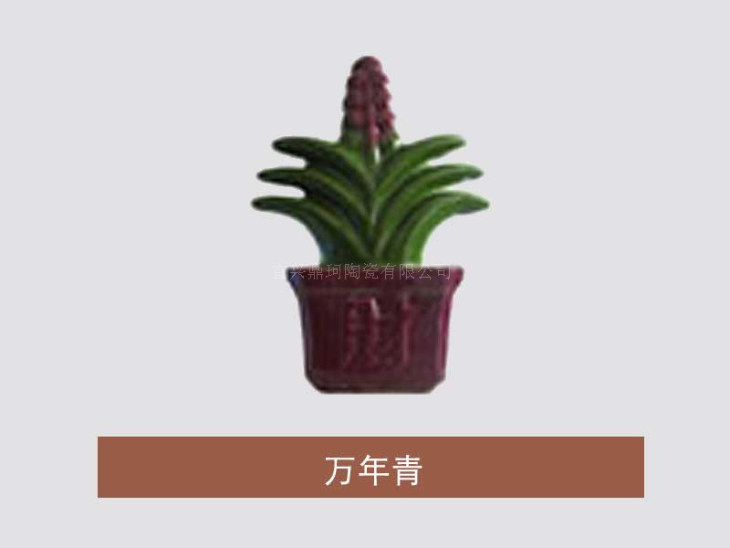 万年青厂家批发